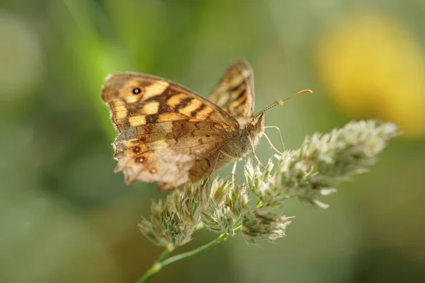 蝶のマクロ 浅いDof — ストック写真
