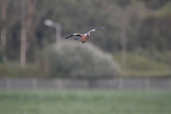 Wood Pigeon Flight Northern Portugal — Stock Photo, Image