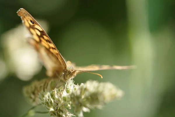 Macro Papillon Dof Peu Profond — Photo