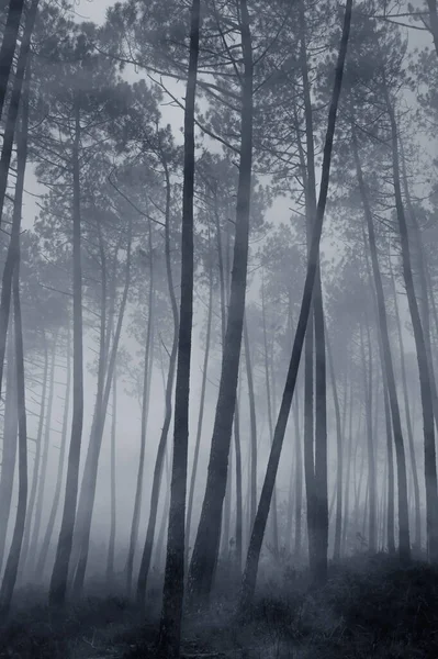 Bosque Pino Espeluznante Niebla Por Noche — Foto de Stock