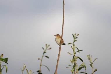 Vahşi kuş bir dala tünedi. Kuzey Portekiz.