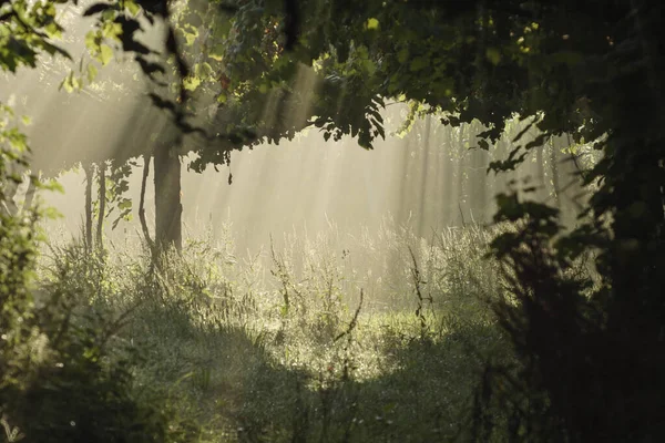 Sotto Una Vite Vino Verde Mattina Presto Raggi Luce Una — Foto Stock