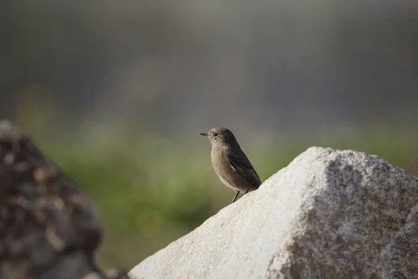 Krásný Malý Ptáček Louky Severním Portugalsku — Stock fotografie