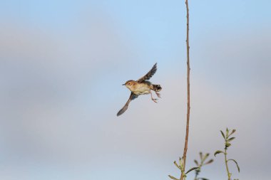 Kuş uçuyor. Kuzey Portekiz çayırı.