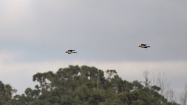Orman güvercinleri günün sonunda ağaçlara dönüyorlar.