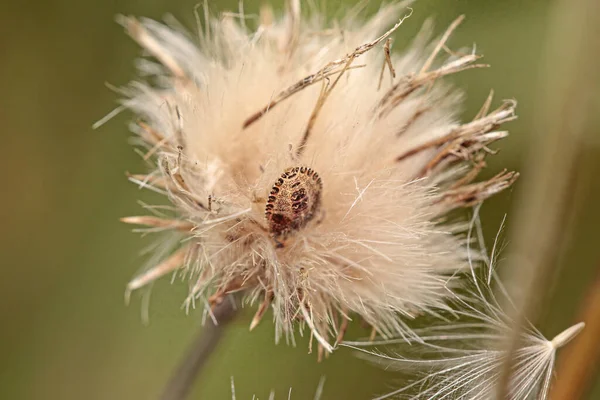 Tick Hidden Dandelion European Meadow — Stock Photo, Image