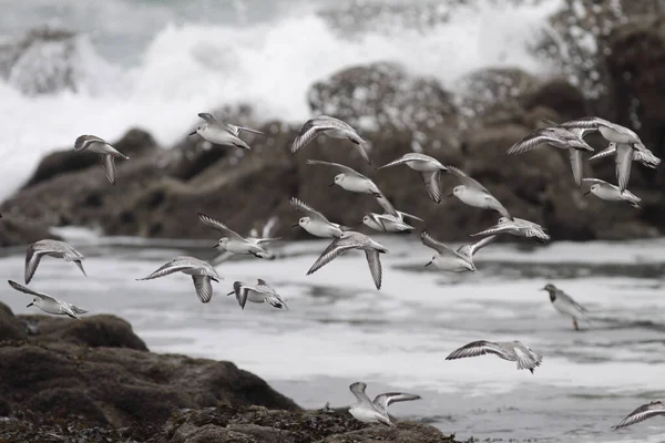 Flock Sanderlings Flight Rocky Beach North Portugal — Stock Photo, Image