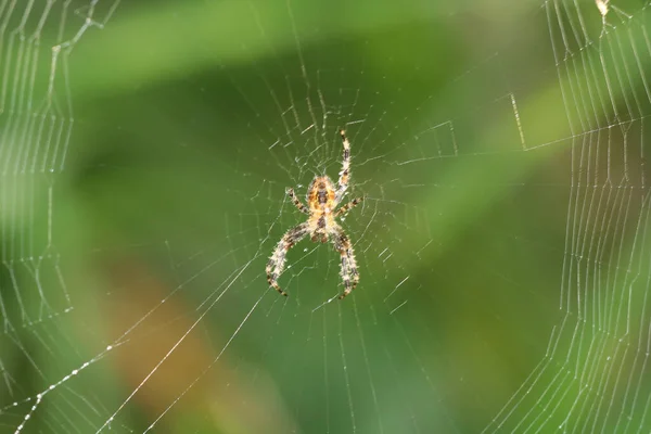 Örümcek Ağıyla Kuzey Portekiz Çayırlarından — Stok fotoğraf