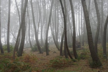 Sisli çam ağaçları. Peneda Geres Ulusal Parkı, Portekiz 'in kuzeyi.