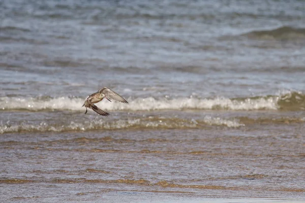 Sandpiper Voo Sobre Água Praia Mar Norte Português — Fotografia de Stock