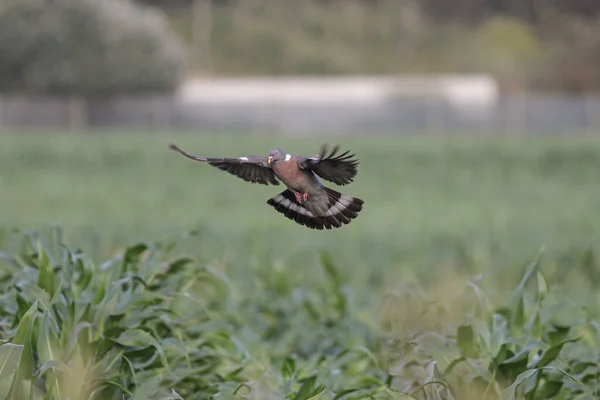 Pigeon Des Bois Européen Débarquant Sur Champ Maïs Nord Portugal — Photo