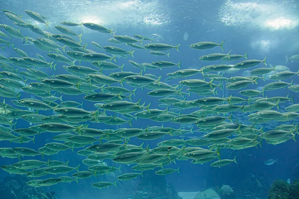 Escola Aquário Água Salgada Peixe — Fotografia de Stock
