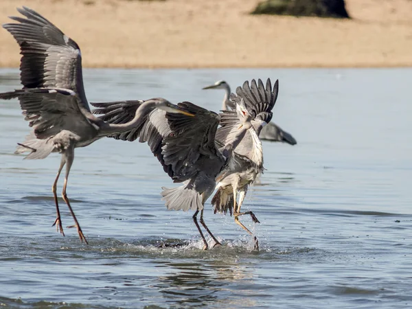 Herons Slåss Flodbanken Douro Norr Portugal — Stockfoto