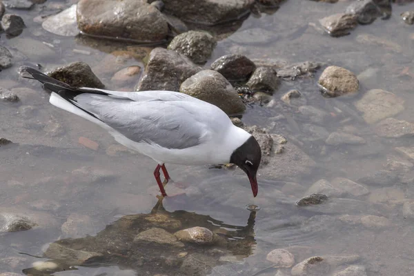 Tern Busca Comida Frontera Del Río Duero Norte Portugal —  Fotos de Stock