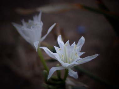 Portekiz 'in kuzeyinde, alacakaranlıkta deniz kumullarındaki beyaz zambaklar. SHALLOW DOF.