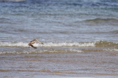 Sandpiper deniz sahilinde uçuyor. Kuzey Portekiz kıyıları.
