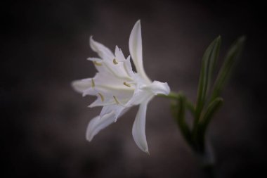 Portekiz 'in kuzeyinde, alacakaranlıkta deniz kumullarındaki beyaz zambaklar. SHALLOW DOF.