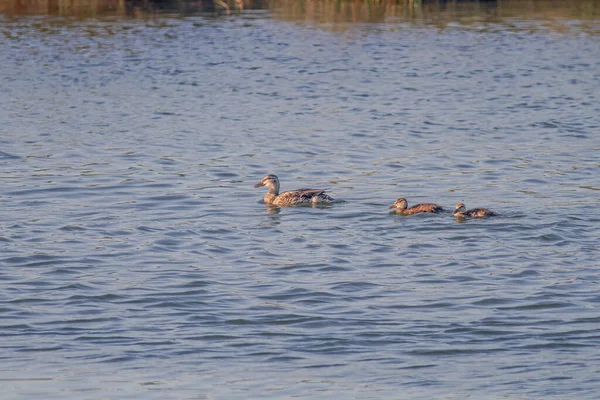 Mère Canard Avec Deux Petits Traversant Rivière Douro — Photo