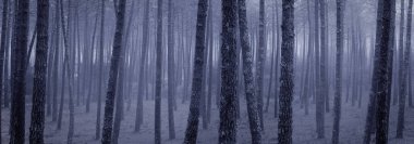 Portekiz 'in kuzeyinde, alacakaranlıkta sisli bir ormanın panoraması.