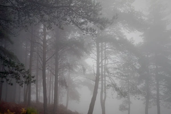 Pinheiros Nebulosos Outono Temperados Luz Tarde Bosques Norte Portugal — Fotografia de Stock