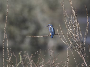 Avrupa 'nın en yaygın balıkçısı. Douro nehir sınırı, Portekiz 'in kuzeyi..