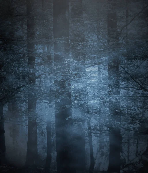 Spooky Foggy Forest Night — Stock Photo, Image