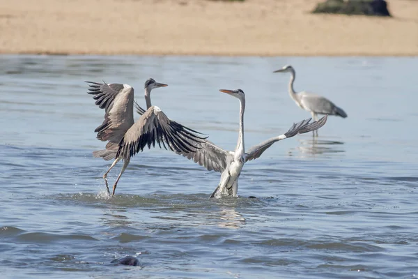 Herons Slåss Flodbanken Douro Norr Portugal — Stockfoto