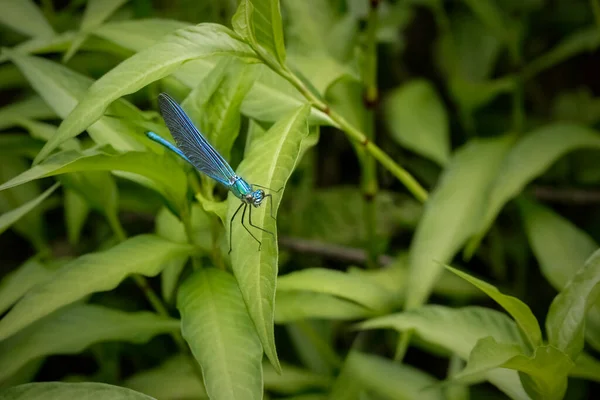蓝色蜻蜓在波尔图加尔北部的一条河附近 — 图库照片
