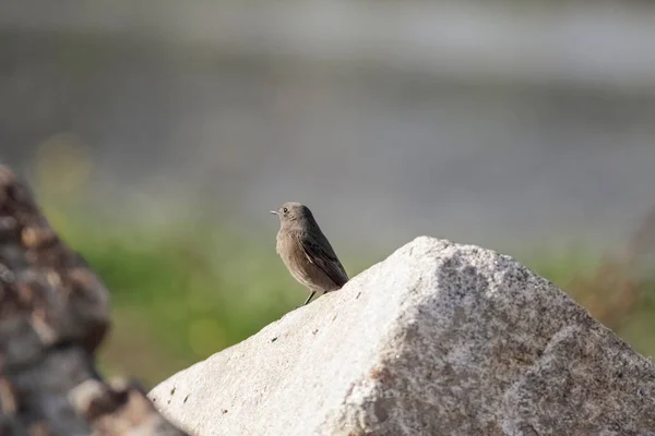 Bellissimo Piccolo Uccello Primo Piano Portogallo Settentrionale — Foto Stock