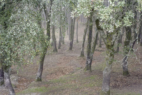 Alacakaranlıkta Dağ Ormanları Yapraklara Odaklan — Stok fotoğraf