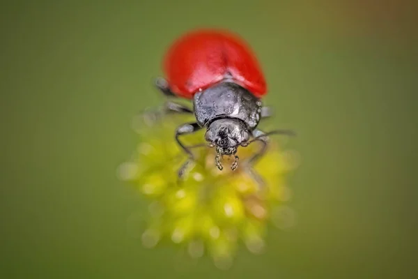 Red Black Insect Portuguese Meadow — Stock Photo, Image
