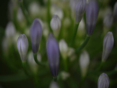 Vahşi odaklı zambak tomurcukları arka planı