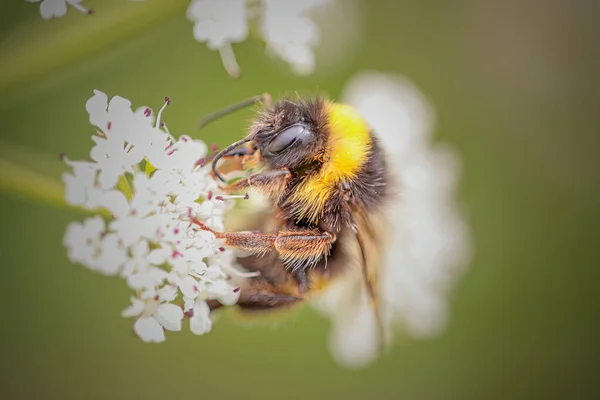 Macro Ape Che Succhia Polline Prato Portoghese Settentrionale Fiori Bianchi — Foto Stock