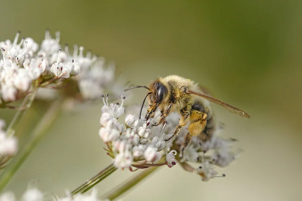 Macro Ape Miele Che Succhia Polline Fiore Bianco Prato Portoghese — Foto Stock
