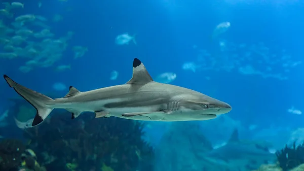 Blacktip Köpekbalığı Yakın Plan Akvaryum Fotosu — Stok fotoğraf