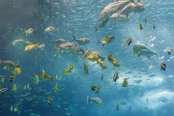 Vackra Och Färgglada Tropiska Fiskar Akvarium Foto — Stockfoto