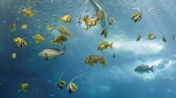 Красивые Красочные Тропические Рыбы Фотография Аквариума — стоковое фото