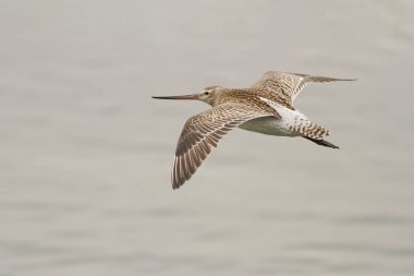 Çulluk yakın planda. Kuzey Portekiz kıyıları.