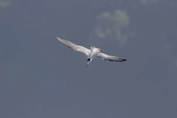 Tern Καταδύσεις Στον Ποταμό Douro Κατά Διάρκεια Της Αλιευτικής Δραστηριότητας — Φωτογραφία Αρχείου