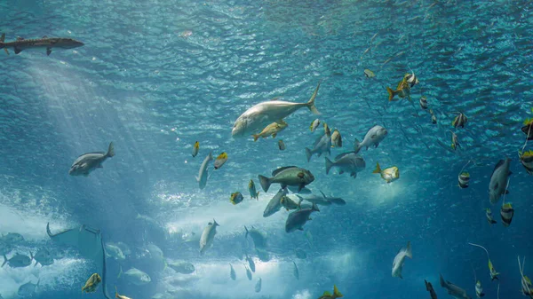 Krásné Barevné Tropické Ryby Fotografie Akvária — Stock fotografie