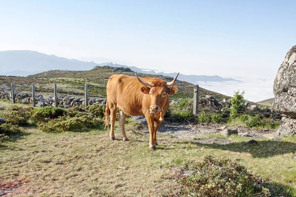 Vaca Montaña Portuguesa Norte Portugal —  Fotos de Stock