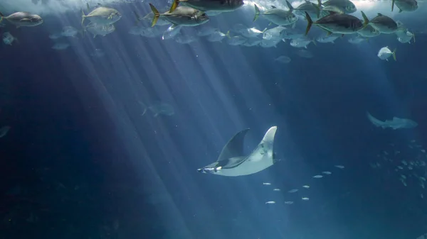 Big Sea Ray Passing Seeing Underwater Light Beams Aquarium Photo — Stock Photo, Image