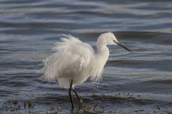 White egret looking for food. Douro river, north of Portugal.