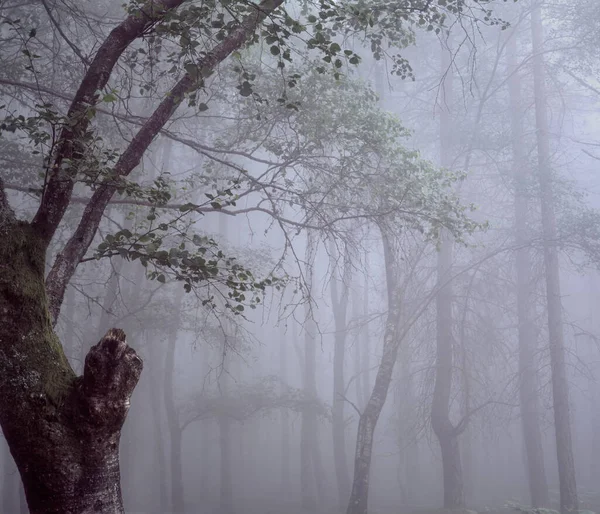 Foggy Woods Beautiful Light Peneda Geres National Park North Portugal — Stock Photo, Image