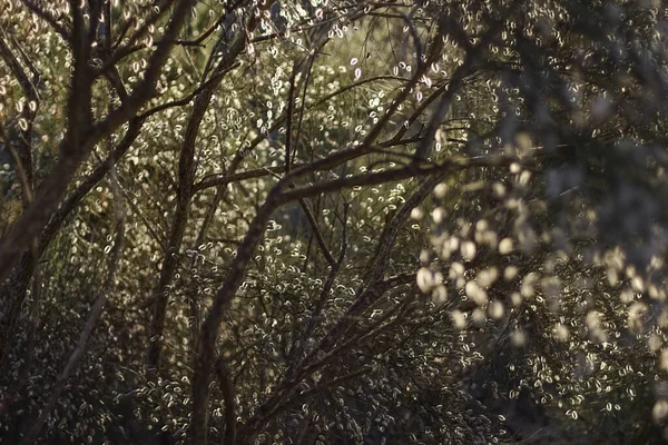 Fondo Retroiluminado Naturaleza Parque Nacional Peneda Geres — Foto de Stock