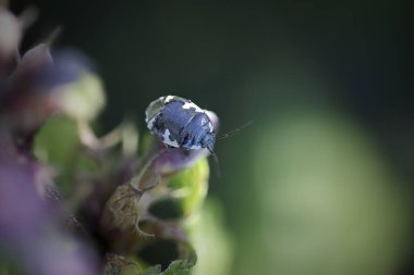 Küçük böceği yeşil ısırgan yaprakları