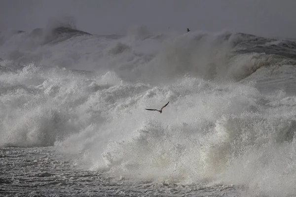 Grosses Vagues Tempête Côte Nord Portugaise — Photo