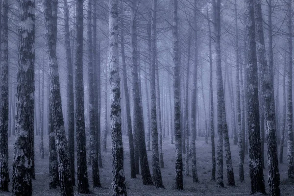 Mörka Dimmigt Skogen Vid Skymning Eller Natt — Stockfoto