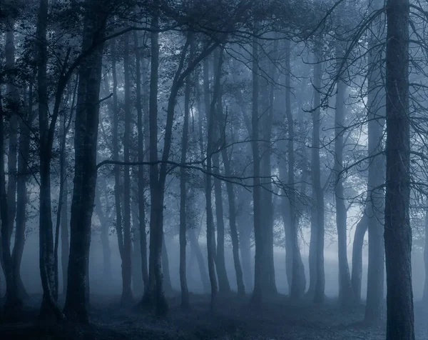 Bosques Niebla Oscura Convertido Blanco Negro Tonificado Azul Fotografía Analógica — Foto de Stock