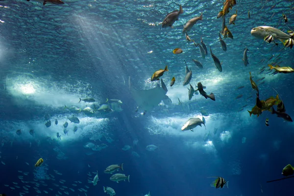 里斯本海洋水族馆 — 图库照片